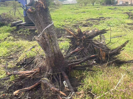 さくらんぼ木 伐採、抜根処分