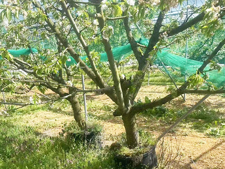 果樹園や農地の片付け・各種買取