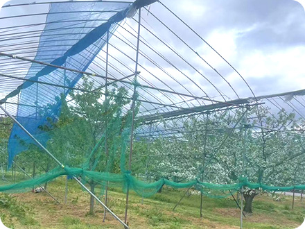 さくらんぼ・ブドウ畑のハウス解解体